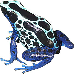 Sipaliwini Blue